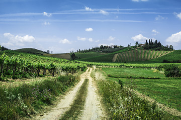 Image showing Vineyards and farm road in Italy