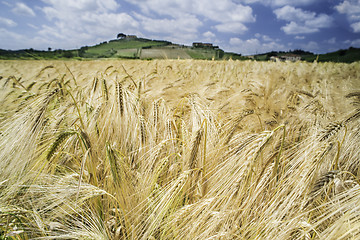 Image showing Cereal crops and farm in Tuscany