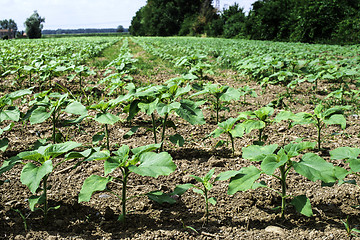 Image showing Young sunflower plantations