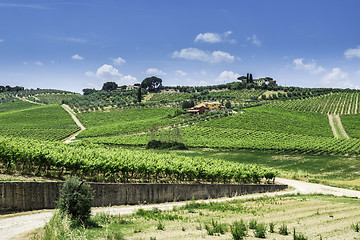 Image showing Vine plantations and farmhouse in Italy