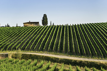 Image showing Vineyards in Tuscany