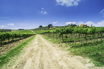 Image showing Vineyards and farm road in Italy