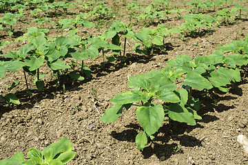 Image showing Young sunflower plantations