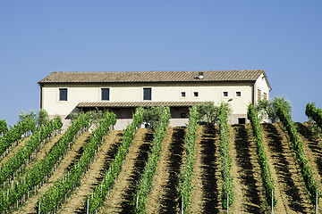 Image showing Vine plantations and farmhouse in Italy