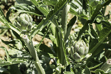 Image showing Artichoke plantation