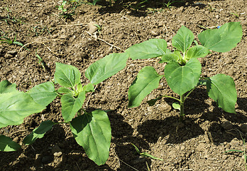 Image showing Young sunflower plantations