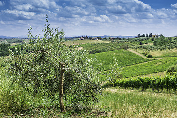 Image showing Olive trees in Italy