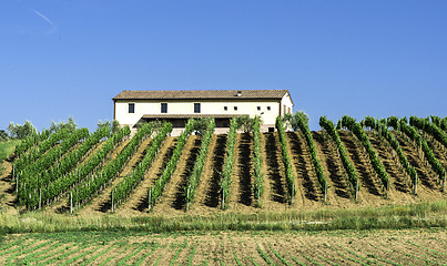 Image showing Vine plantations and farmhouse in Italy