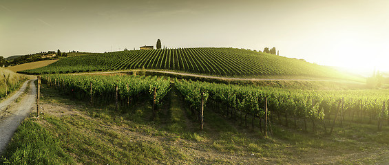 Image showing Vineyards in Tuscany