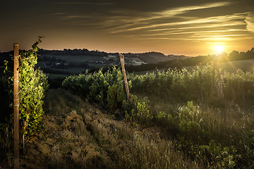 Image showing Vienyards at sunset