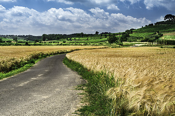 Image showing Cereal crops and farm in Tuscany