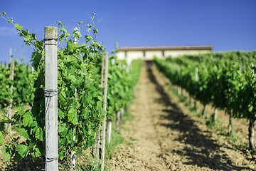 Image showing Vine plantations and farmhouse in Italy