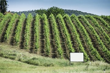 Image showing Vine plantations in Italy