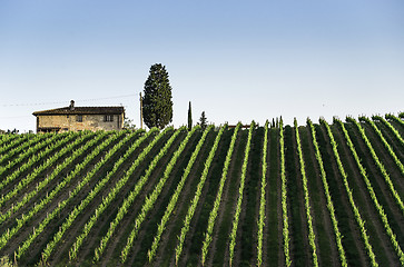 Image showing Vineyards in Tuscany