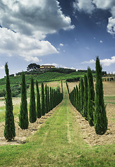 Image showing Vineyards and farm road in Italy