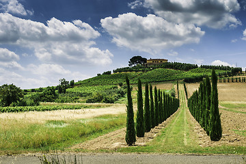 Image showing Vineyards and farm road in Italy