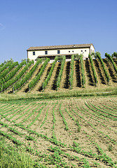 Image showing Vine plantations and farmhouse in Italy