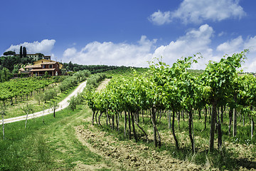 Image showing Vine plantations and farmhouse in Italy