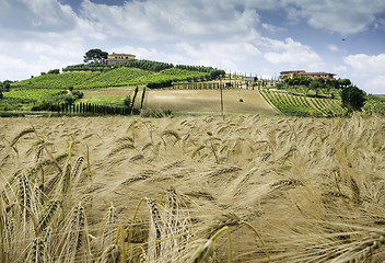 Image showing Cereal crops and farm in Tuscany