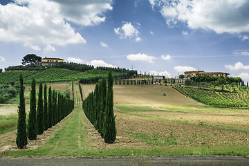 Image showing Vineyards and farm road in Italy