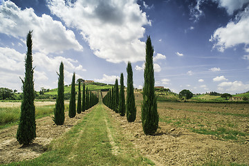 Image showing Vineyards and farm road in Italy