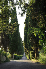 Image showing Tuscan cypress tree