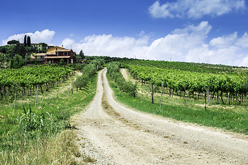 Image showing Vineyards and farm road in Italy