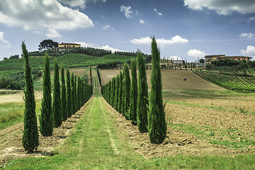 Image showing Vineyards and farm road in Italy