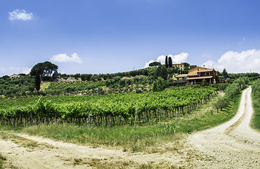 Image showing Vine plantations and farmhouse in Italy