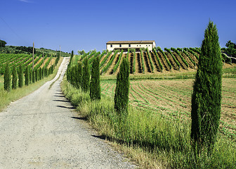 Image showing Vineyards and farm road in Italy