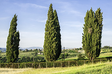 Image showing Tuscan cypress tree