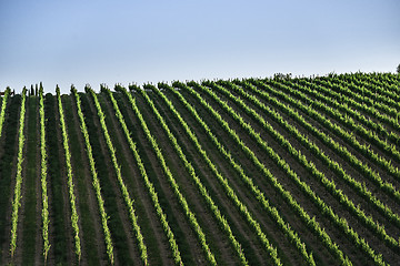 Image showing Vineyards in Tuscany