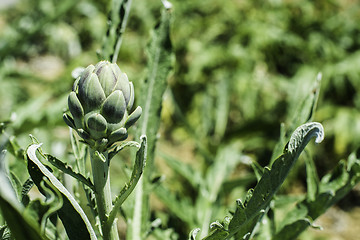 Image showing Artichoke plantation