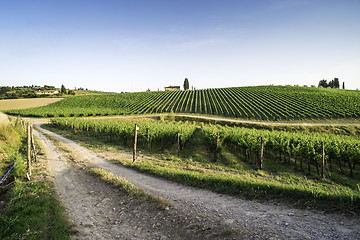 Image showing Vineyards in Tuscany