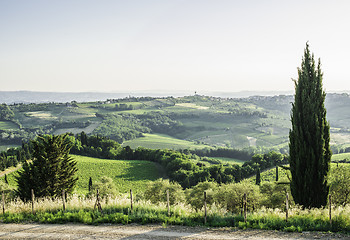 Image showing Tuscan cypress tree