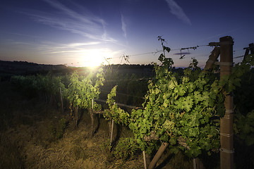 Image showing Vienyards at sunset