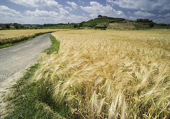 Image showing Cereal crops and farm in Tuscany