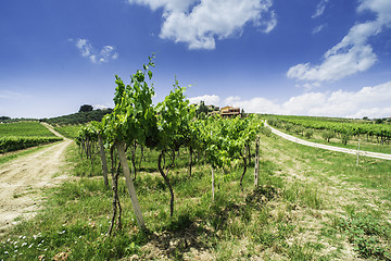 Image showing Vine plantations and farmhouse in Italy