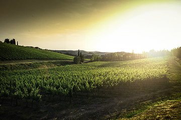 Image showing Vineyards in Tuscany