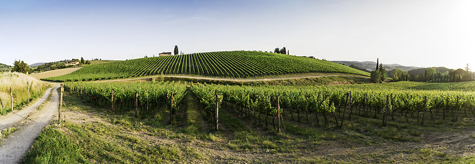 Image showing Vineyards in Tuscany