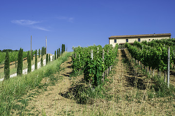 Image showing Vine plantations and farmhouse in Italy