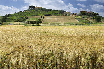 Image showing Cereal crops and farm in Tuscany
