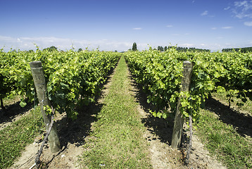 Image showing Green Vineyards 