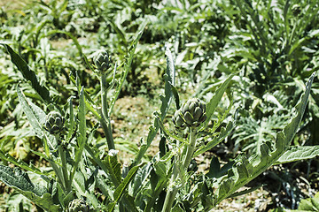 Image showing Artichoke plantation