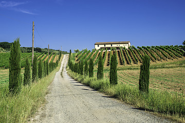 Image showing Vineyards and farm road in Italy