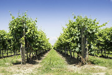 Image showing Green Vineyards 