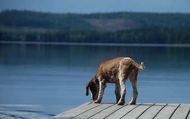 Image showing Puppy by the lake