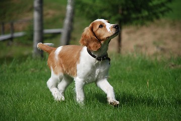 Image showing Running puppy