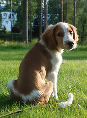 Image showing puppy