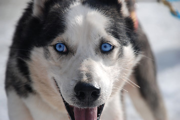 Image showing Dog with blue eyes